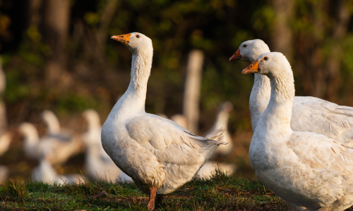 Gänse Weihnachtsgänse Weihnachtsgans Gans auf dem Hof Hufelschulte